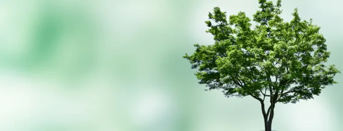 緑の木々の写真